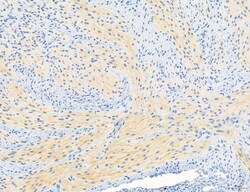 NLRX1 Polyclonal Antibody:Antibodies, Polyclonal