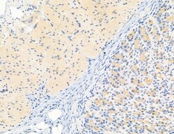 NLRX1 Polyclonal Antibody:Antibodies, Polyclonal