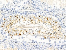 NLRX1 Polyclonal Antibody:Antibodies, Polyclonal