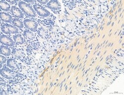 NLRX1 Polyclonal Antibody:Antibodies, Polyclonal