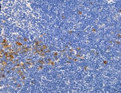 NLRX1 Polyclonal Antibody:Antibodies, Polyclonal