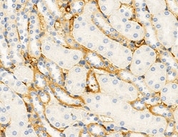 NLRX1 Polyclonal Antibody:Antibodies, Polyclonal