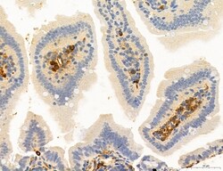 NLRX1 Polyclonal Antibody:Antibodies, Polyclonal