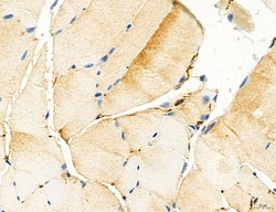 NLRX1 Polyclonal Antibody:Antibodies, Polyclonal