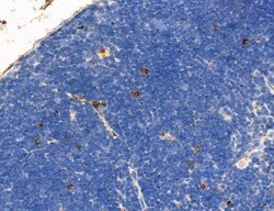 NLRX1 Polyclonal Antibody:Antibodies, Polyclonal