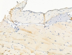 NLRX1 Polyclonal Antibody:Antibodies, Polyclonal