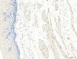 NLRX1 Polyclonal Antibody:Antibodies, Polyclonal