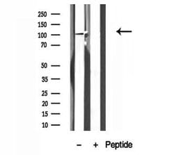 NLRX1 Polyclonal Antibody:Antibodies, Polyclonal