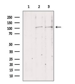 NLRX1 Polyclonal Antibody:Antibodies, Polyclonal