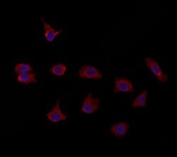 Invitrogen PTPRU Polyclonal Antibody 100 &mu;L; Unconjugated:Antibodies,