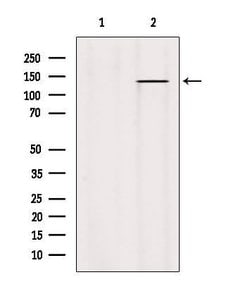 Invitrogen PTPRU Polyclonal Antibody 100 &mu;L; Unconjugated:Antibodies,