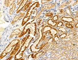 Invitrogen UGT2B7 Polyclonal Antibody 100 &mu;L; Unconjugated:Antibodies,