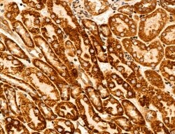 Invitrogen UGT2B7 Polyclonal Antibody 100 &mu;L; Unconjugated:Antibodies,