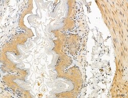 Invitrogen UGT2B7 Polyclonal Antibody 100 &mu;L; Unconjugated:Antibodies,