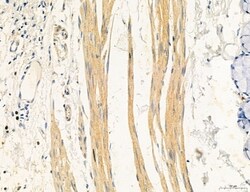 Invitrogen UGT2B7 Polyclonal Antibody 100 &mu;L; Unconjugated:Antibodies,