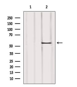 Invitrogen UGT2B7 Polyclonal Antibody 100 &mu;L; Unconjugated:Antibodies,