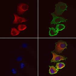 Invitrogen ACSL4 Polyclonal Antibody 100 &mu;L; Unconjugated:Antibodies,