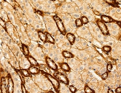 Invitrogen ACSL4 Polyclonal Antibody 100 &mu;L; Unconjugated:Antibodies,