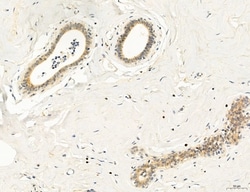 Invitrogen Clathrin Light Chain Polyclonal Antibody 100 &mu;L; Unconjugated:Antibodies,
