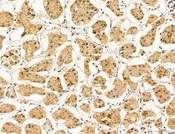 Invitrogen Clathrin Light Chain Polyclonal Antibody 100 &mu;L; Unconjugated:Antibodies,