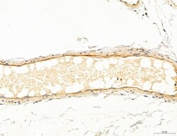 Invitrogen Clathrin Light Chain Polyclonal Antibody 100 &mu;L; Unconjugated:Antibodies,