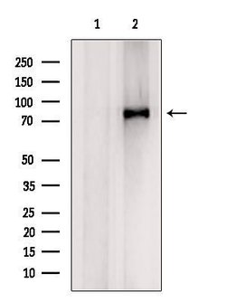 Invitrogen Coilin Polyclonal Antibody 100 &mu;L; Unconjugated:Antibodies,