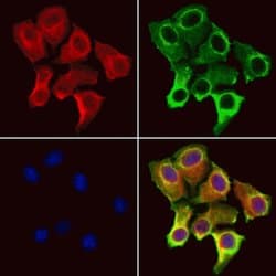 Invitrogen IFT25 Polyclonal Antibody 100 &mu;L; Unconjugated:Antibodies,