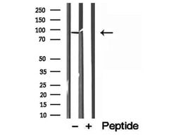 Invitrogen LMOD1 Polyclonal Antibody 100 &mu;L; Unconjugated:Antibodies,