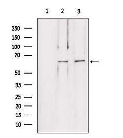 Invitrogen LMOD1 Polyclonal Antibody 100 &mu;L; Unconjugated:Antibodies,
