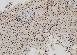 Invitrogen MCM10 Polyclonal Antibody 100 &mu;L; Unconjugated:Antibodies,