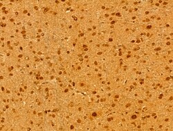 Invitrogen MCM10 Polyclonal Antibody 100 &mu;L; Unconjugated:Antibodies,