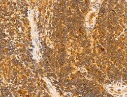 Invitrogen MCM10 Polyclonal Antibody 100 &mu;L; Unconjugated:Antibodies,