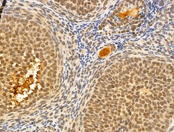 Invitrogen MCM10 Polyclonal Antibody 100 &mu;L; Unconjugated:Antibodies,