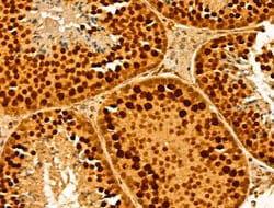Invitrogen MCM10 Polyclonal Antibody 100 &mu;L; Unconjugated:Antibodies,