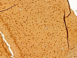 Invitrogen MCM10 Polyclonal Antibody 100 &mu;L; Unconjugated:Antibodies,