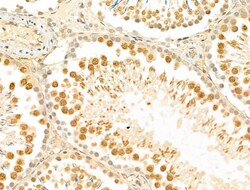Invitrogen MCM10 Polyclonal Antibody 100 &mu;L; Unconjugated:Antibodies,