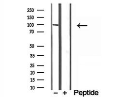 Invitrogen MCM10 Polyclonal Antibody 100 &mu;L; Unconjugated:Antibodies,