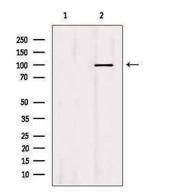 Invitrogen MCM10 Polyclonal Antibody 100 &mu;L; Unconjugated:Antibodies,
