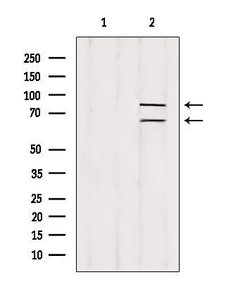 Invitrogen Melanophilin Polyclonal Antibody 100 &mu;L; Unconjugated:Antibodies,
