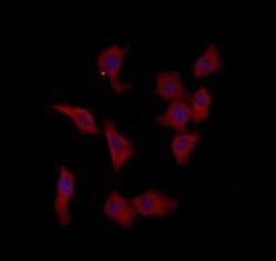 Invitrogen PTPN23 Polyclonal Antibody 100 &mu;L; Unconjugated:Antibodies,