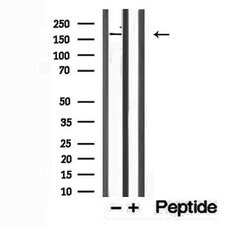 Invitrogen PTPN23 Polyclonal Antibody 100 &mu;L; Unconjugated:Antibodies,
