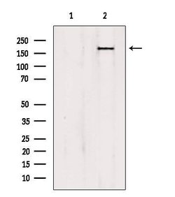Invitrogen PTPN23 Polyclonal Antibody 100 &mu;L; Unconjugated:Antibodies,