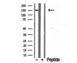 Invitrogen RPGRIP1L Polyclonal Antibody 100 &mu;L; Unconjugated:Antibodies,