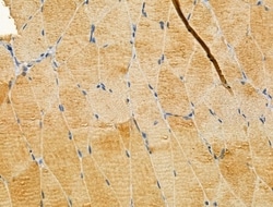 Invitrogen TTLL6 Polyclonal Antibody 100 &mu;L; Unconjugated:Antibodies,