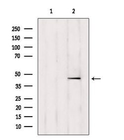 Invitrogen TTLL6 Polyclonal Antibody 100 &mu;L; Unconjugated:Antibodies,