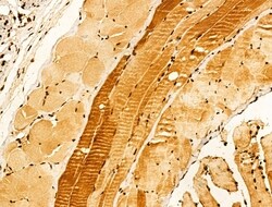 Invitrogen VPS33B Polyclonal Antibody 100 &mu;L; Unconjugated:Antibodies,