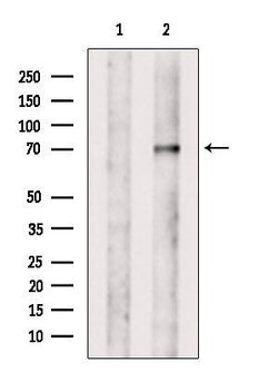 Invitrogen VPS33B Polyclonal Antibody 100 &mu;L; Unconjugated:Antibodies,
