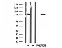 Invitrogen VPS33B Polyclonal Antibody 100 &mu;L; Unconjugated:Antibodies,