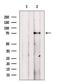 Invitrogen VPS33B Polyclonal Antibody 100 &mu;L; Unconjugated:Antibodies,