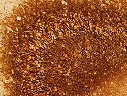 Invitrogen ACADS Polyclonal Antibody 100 &mu;L; Unconjugated:Antibodies,